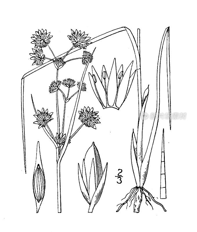 古植物学植物插图:Juncus Canadensis, Canada Rush